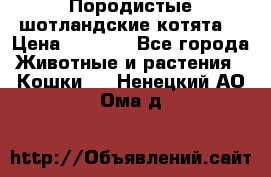 Породистые шотландские котята. › Цена ­ 5 000 - Все города Животные и растения » Кошки   . Ненецкий АО,Ома д.